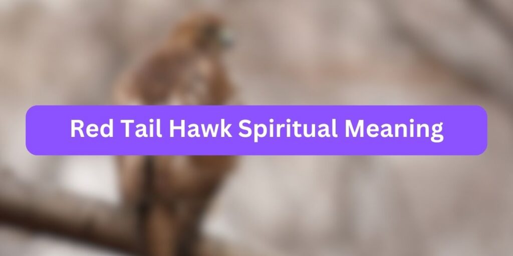 Red Tail Hawk Spiritual Meaning Untold Facts