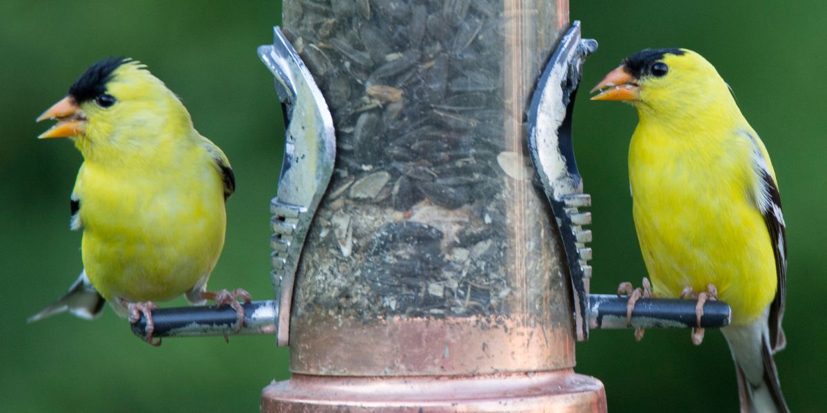 American Goldfinch Spiritual Meaning (Ideal Symbolism)