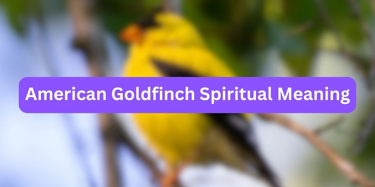 American Goldfinch Spiritual Meaning