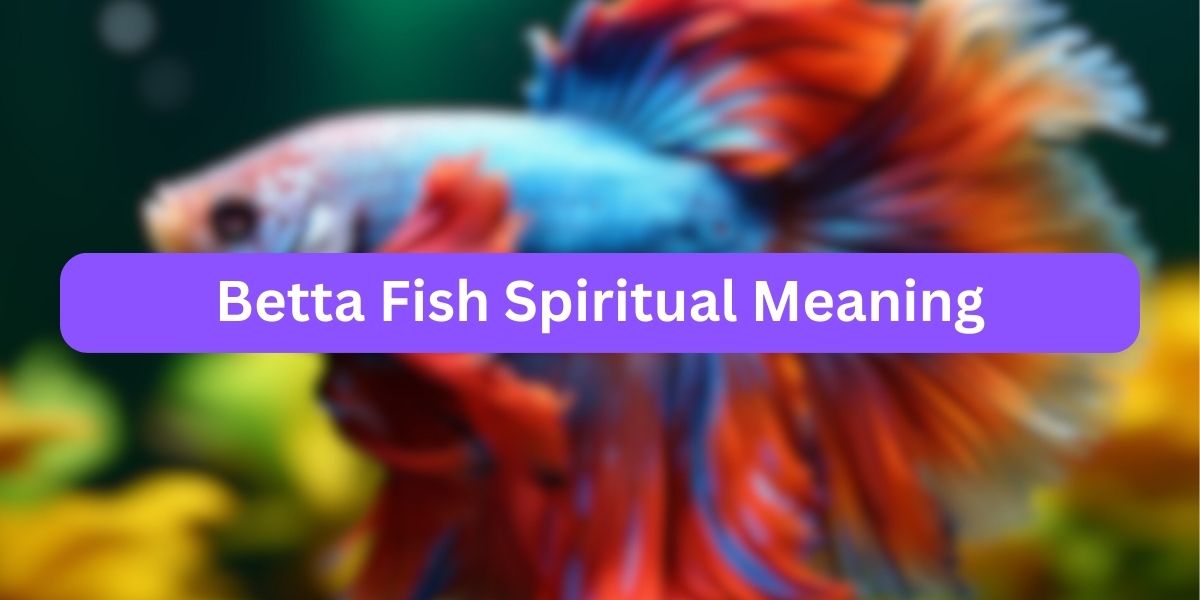 Betta Fish Spiritual Meaning