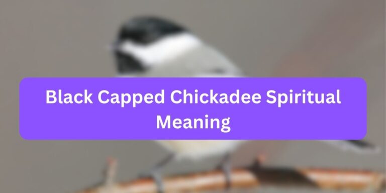 Black Capped Chickadee Spiritual Meaning (Factors)