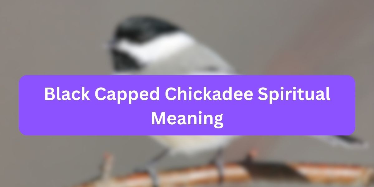 Black Capped Chickadee Spiritual Meaning