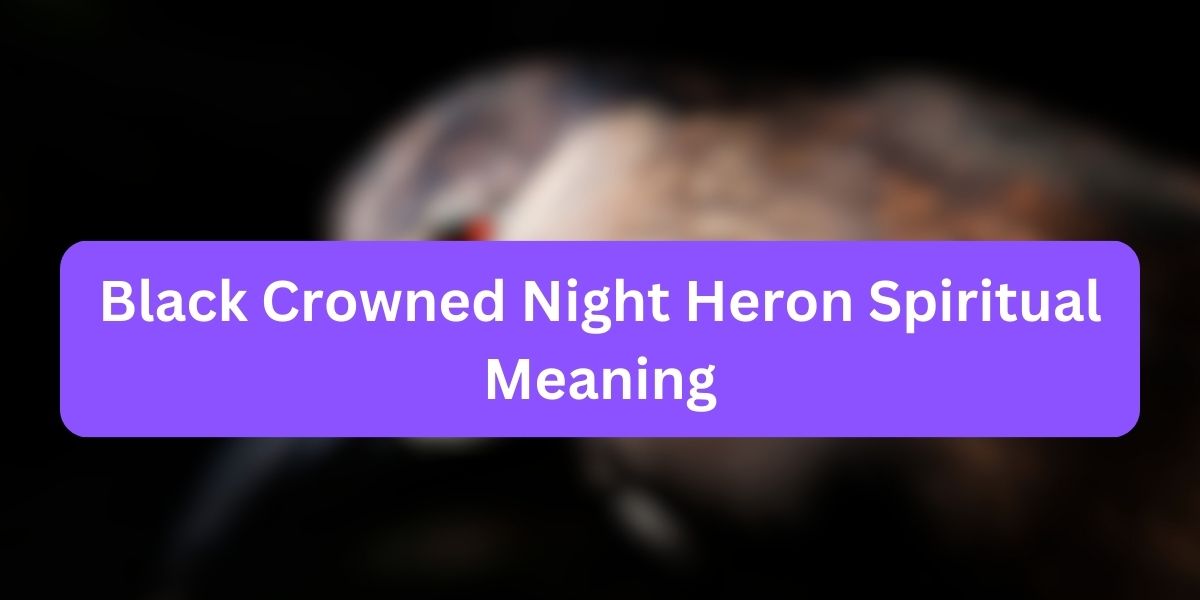 Black Crowned Night Heron Spiritual Meaning