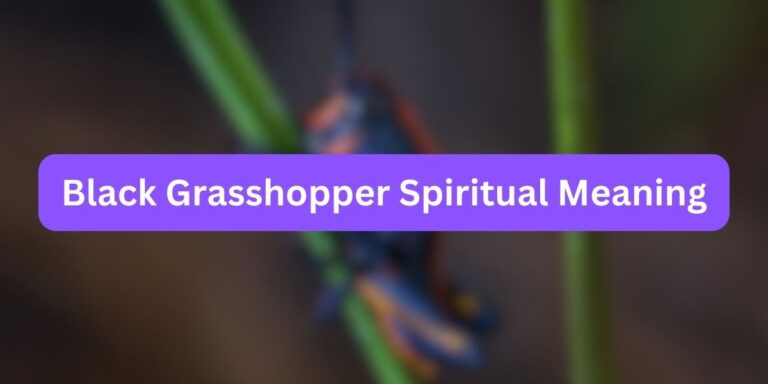 Black Grasshopper Spiritual Meaning (Factors Included)