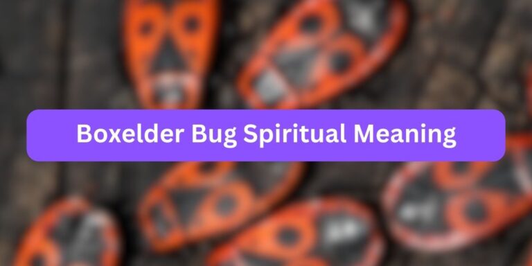 Boxelder Bug Spiritual Meaning (7+ Symbolisms)