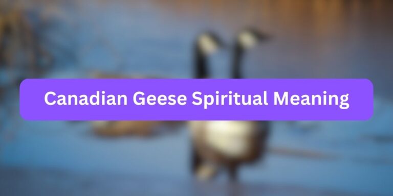 Canadian Geese Spiritual Meaning (Expert Tips)