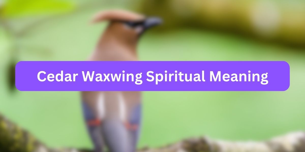 Cedar Waxwing Spiritual Meaning