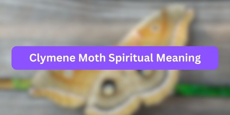 Clymene Moth Spiritual Meaning (Secret Symbolism)