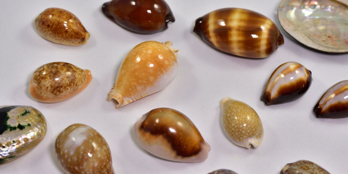 Cowrie Shell Spiritual Meaning (Hidden Facts)