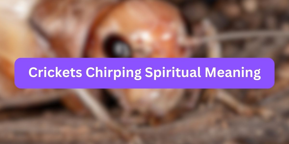 Crickets Chirping Spiritual Meaning