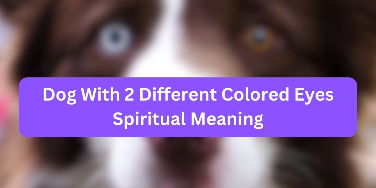 Dog With 2 Different Colored Eyes Spiritual Meaning