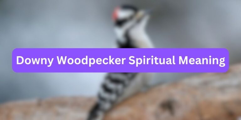 Downy Woodpecker Spiritual Meaning (Hidden Messages)