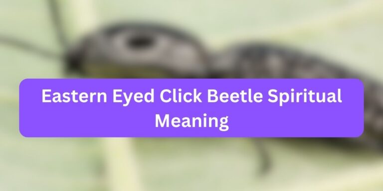 Eastern Eyed Click Beetle Spiritual Meaning (Depth Covered)