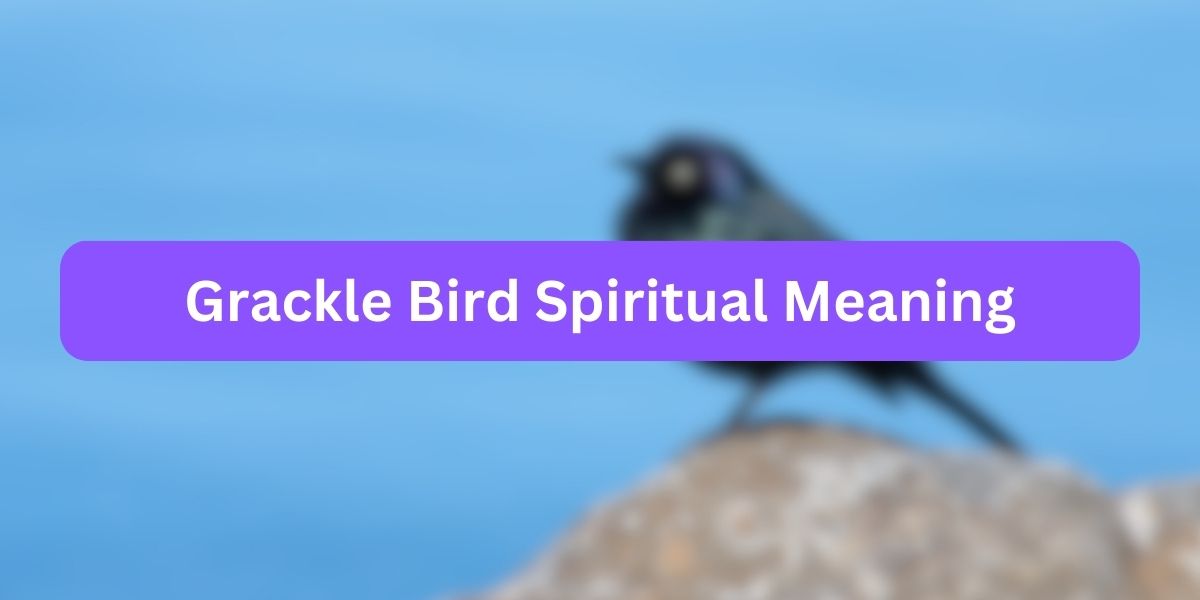 Grackle Bird Spiritual Meaning