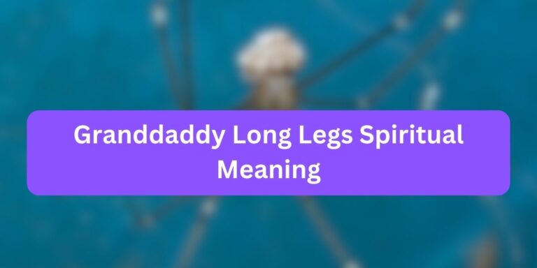 Granddaddy Long Legs Spiritual Meaning (Facts)