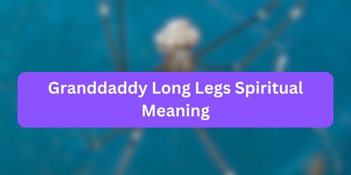Granddaddy Long Legs Spiritual Mean