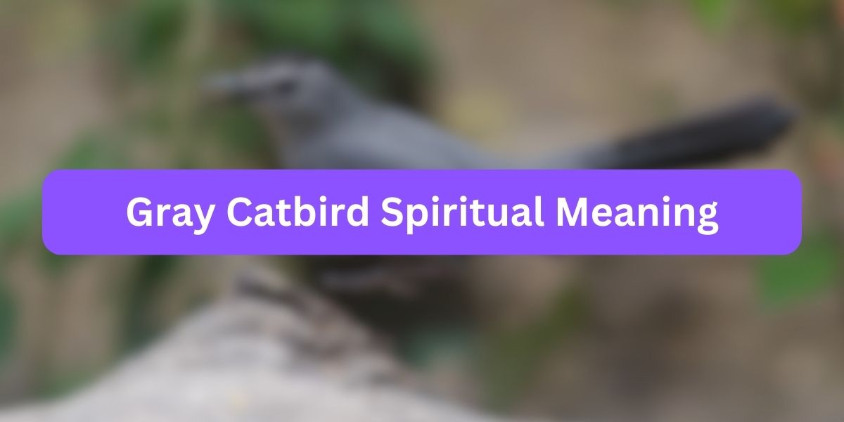 Gray Catbird Spiritual Meaning