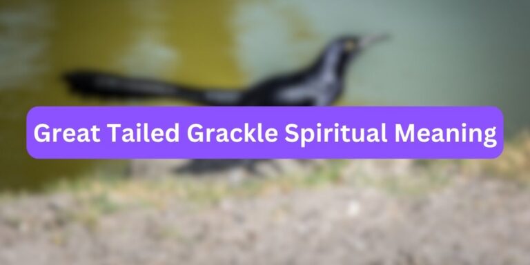 Great Tailed Grackle Spiritual Meaning (Facts Included)