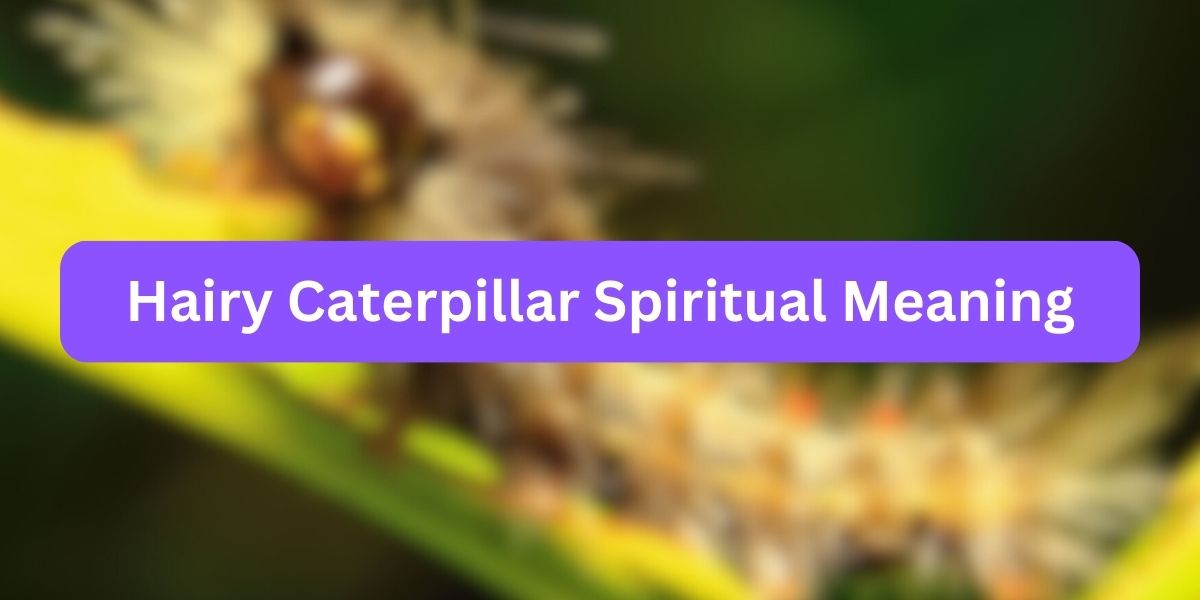 Hairy Caterpillar Spiritual Meaning