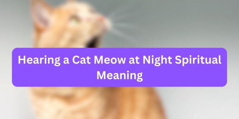 Hearing a Cat Meow at Night Spiritual Meaning (6+ Valid Facts)