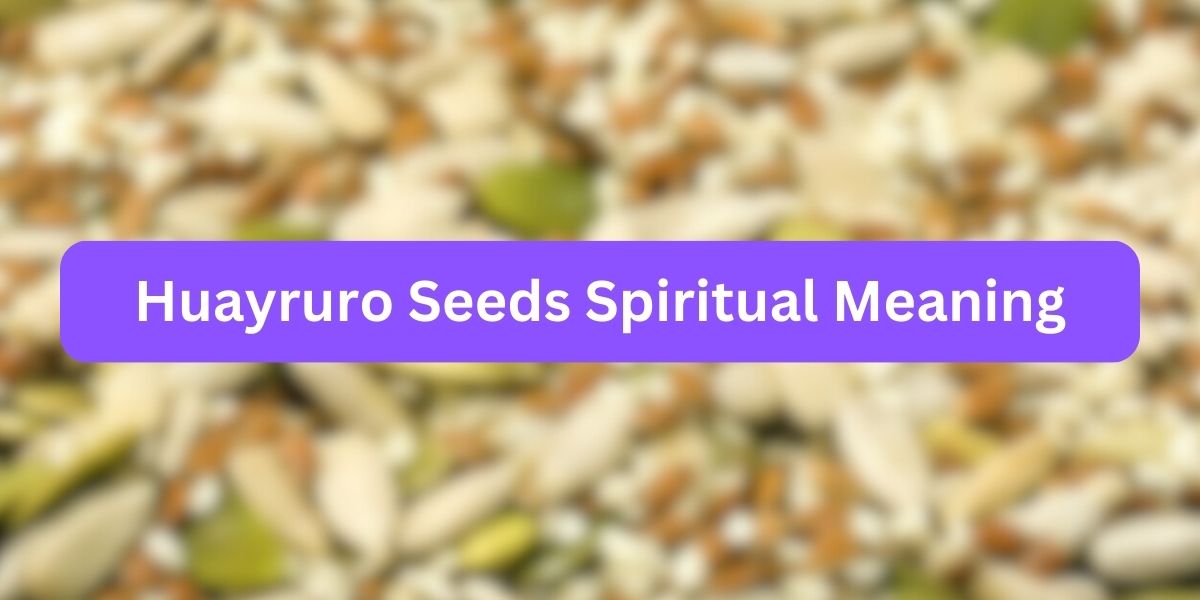 Huayruro Seeds Spiritual Meaning