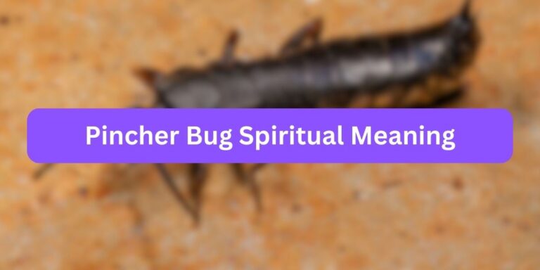 Pincher Bug Spiritual Meaning (Interesting Factors)