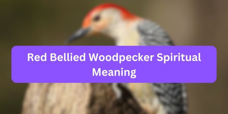 Red Bellied Woodpecker Spiritual Meaning (Bird Symbolism)