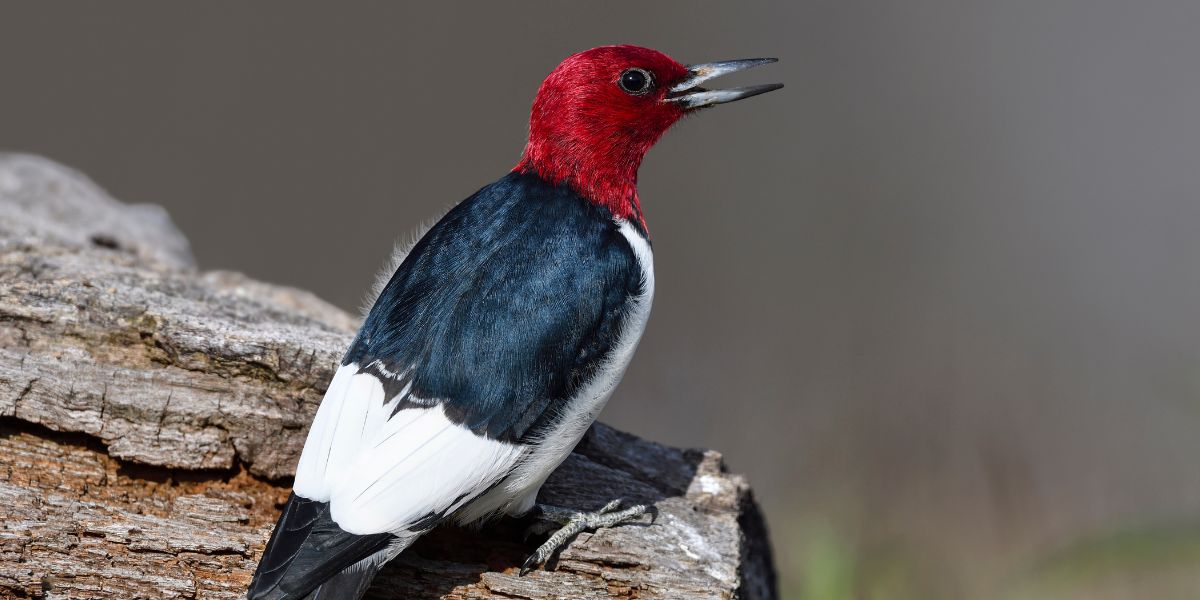 Red Headed Woodpecker Spiritual Meaning (Myths Covered)