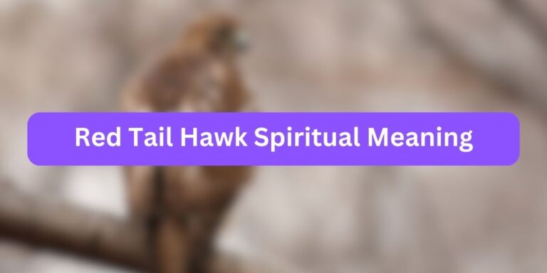 Red Tail Hawk Spiritual Meaning (Untold Facts)