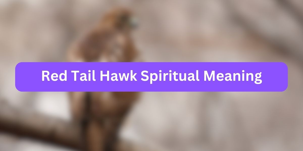 Red Tail Hawk Spiritual Meaning