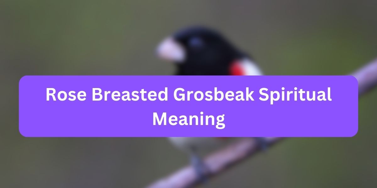 Rose Breasted Grosbeak Spiritual Meaning
