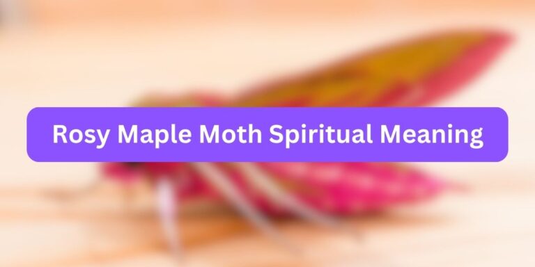 Rosy Maple Moth Spiritual Meaning (Unknown Facts)