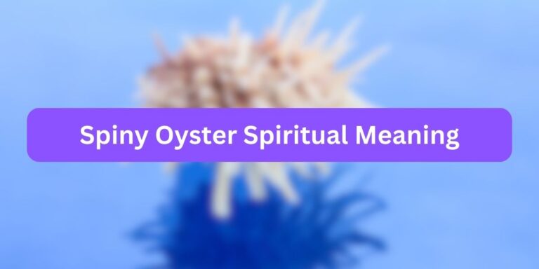 Spiny Oyster Spiritual Meaning (Facts Reveled)