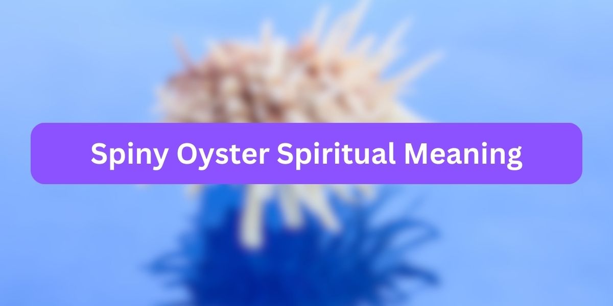 Spiny Oyster Spiritual Meaning