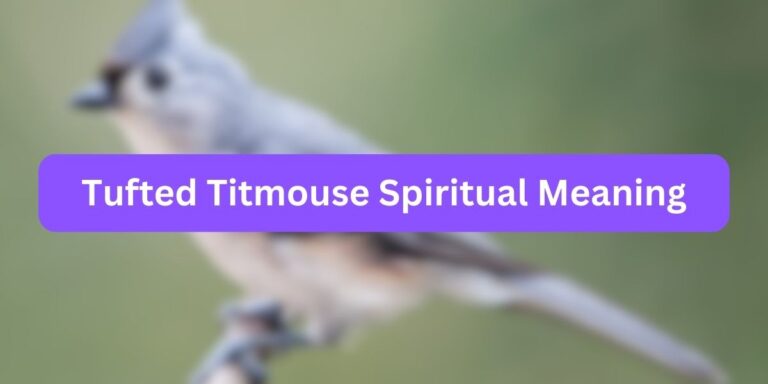 Tufted Titmouse Spiritual Meaning (Symbolic Facts)