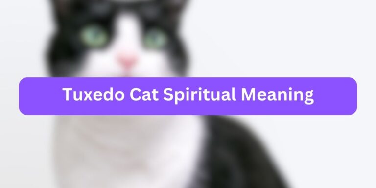 Tuxedo Cat Spiritual Meaning (Myths vs Reality)