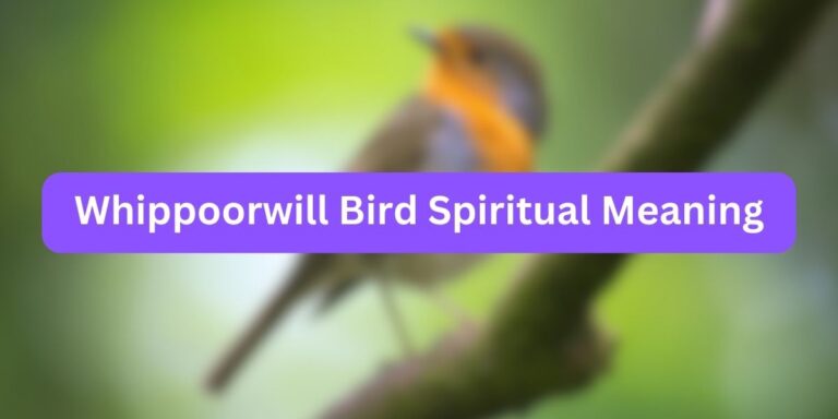 Whippoorwill Bird Spiritual Meaning (Expert Opinion)
