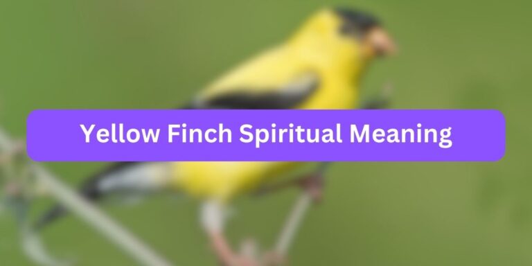 Yellow Finch Spiritual Meaning (Facts + Symbolism)