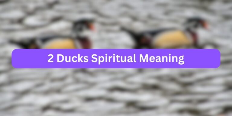 2 Ducks Spiritual Meaning (6 Ideal Meanings)