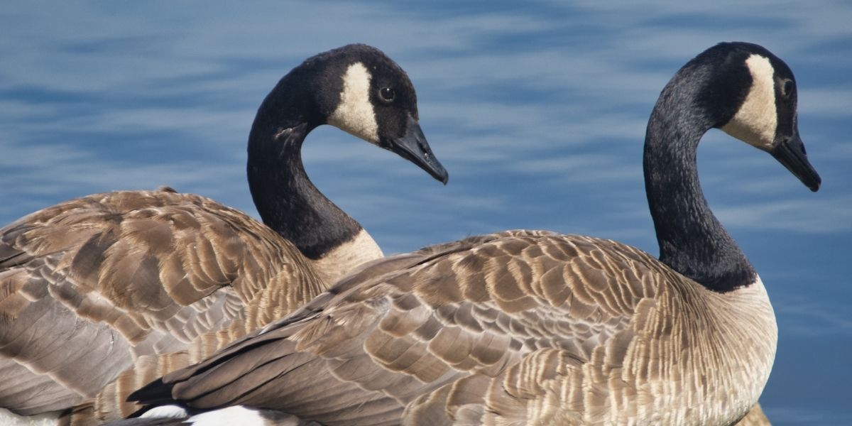 2-geese-spiritual-meaning-untold-facts