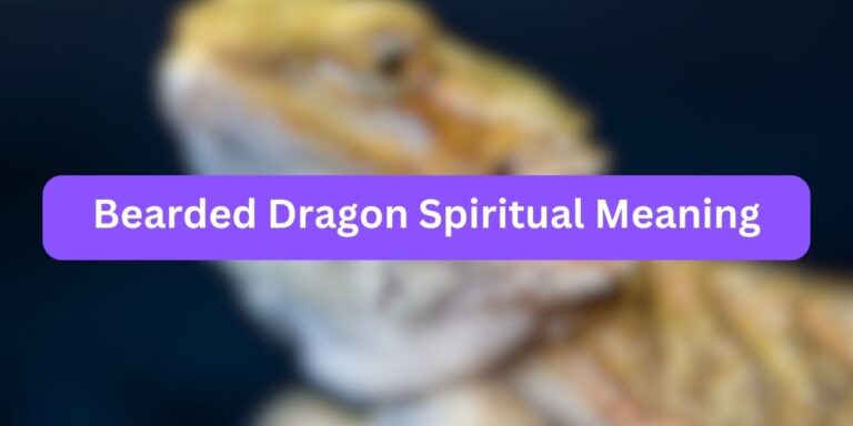 Bearded Dragon Spiritual Meaning (Interesting Facts)