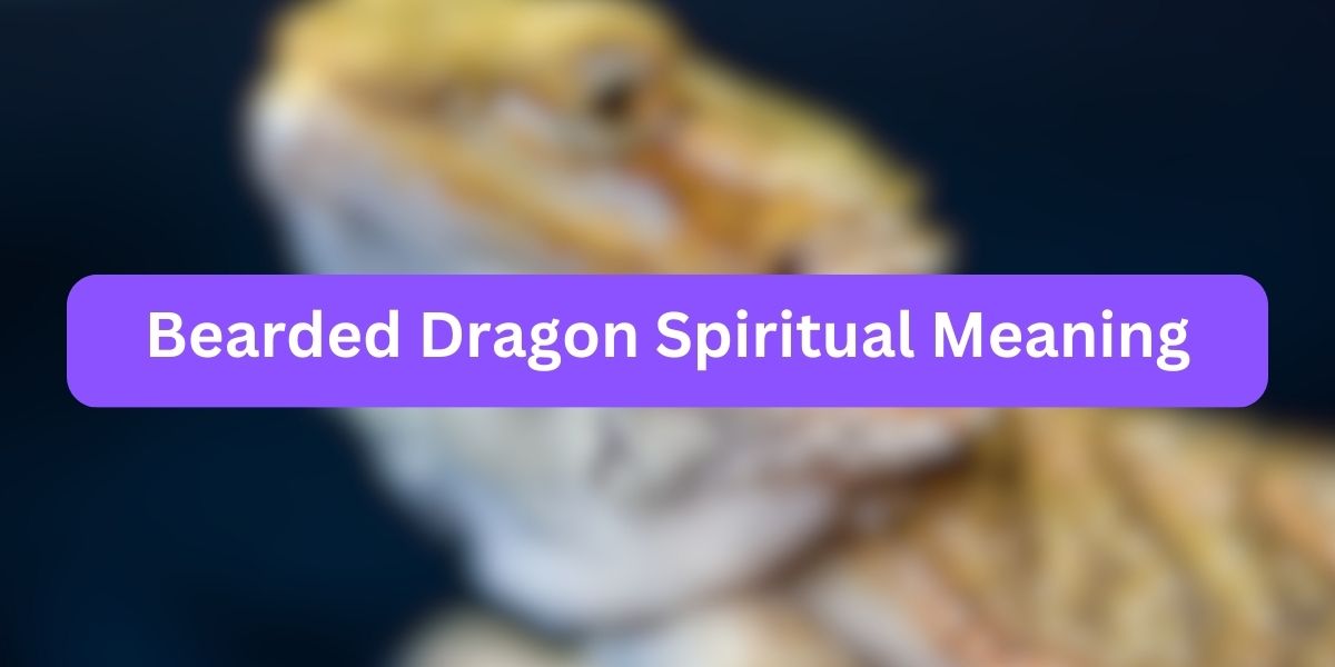 Bearded Dragon Spiritual Meaning