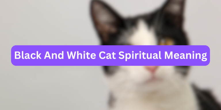 Black And White Cat Spiritual Meaning (Secrets Unlocked)