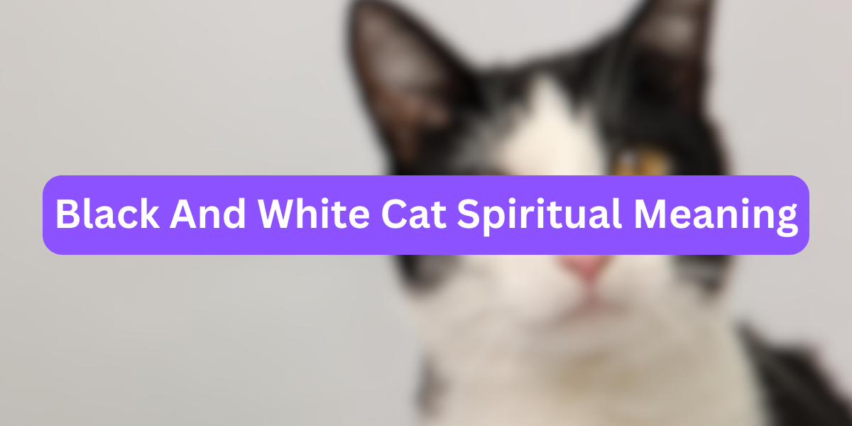 Black And White Cat Spiritual Meaning
