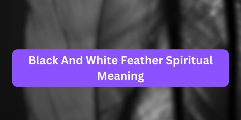 Black And White Feather Spiritual Meaning (Powerful Symbolism)