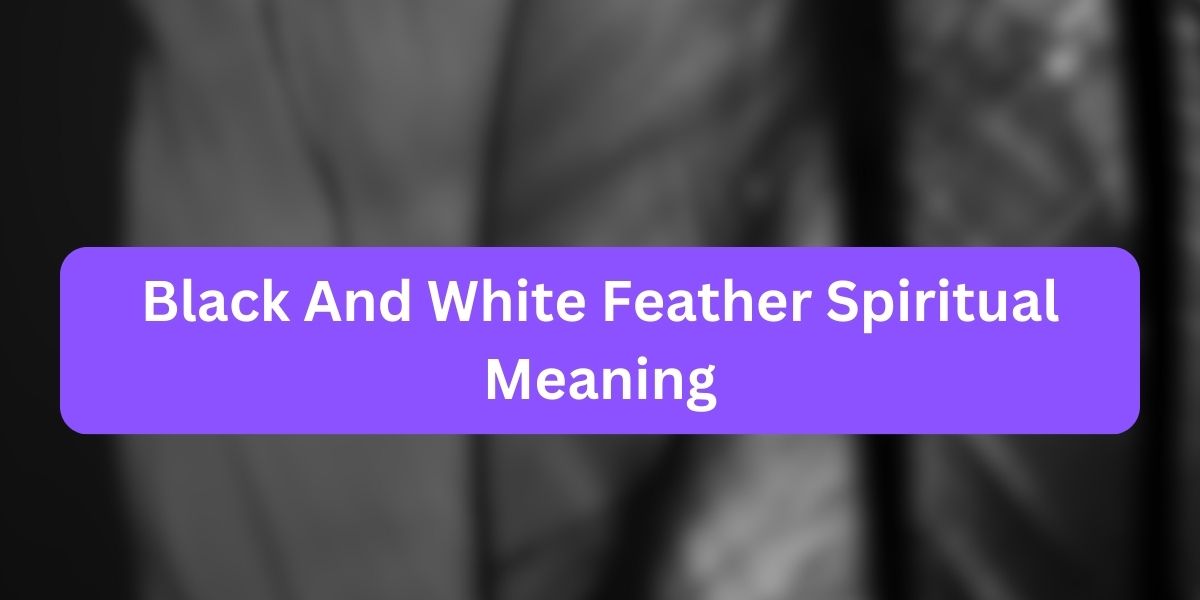 Black And White Feather Spiritual Meaning
