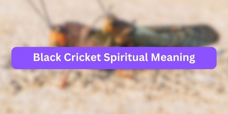 Black Cricket Spiritual Meaning (13 Inner Meaning)
