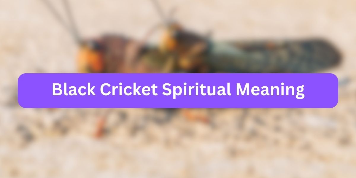 Black Cricket Spiritual Meaning