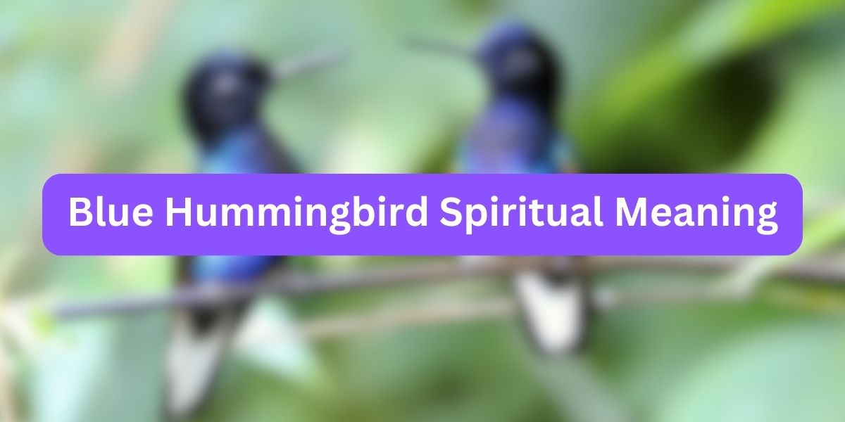 Blue Hummingbird Spiritual Meaning