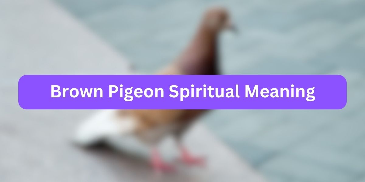 Brown Pigeon Spiritual Meaning